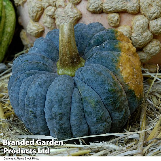 Squash 'Futsu Black Early' (Winter) - Seeds