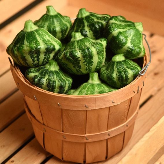 Squash 'Green Lightening' (Patty Pan) F1 - Seeds
