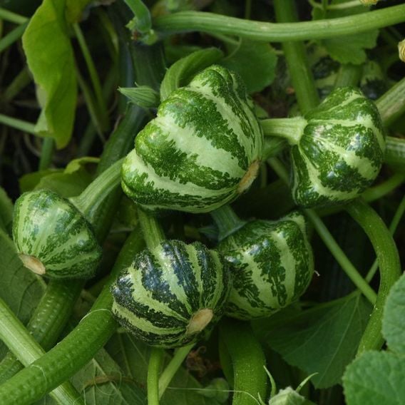 Squash 'Green Lightening' (Patty Pan) F1 - Seeds