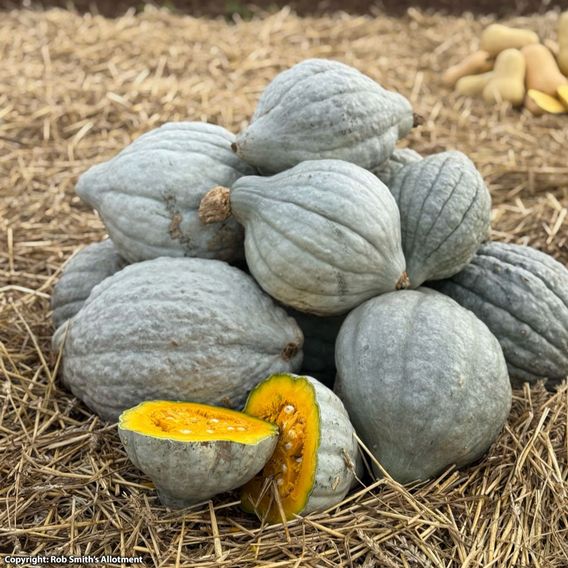 Squash 'Heavenly Hubbard' (Winter) F1 - Seeds