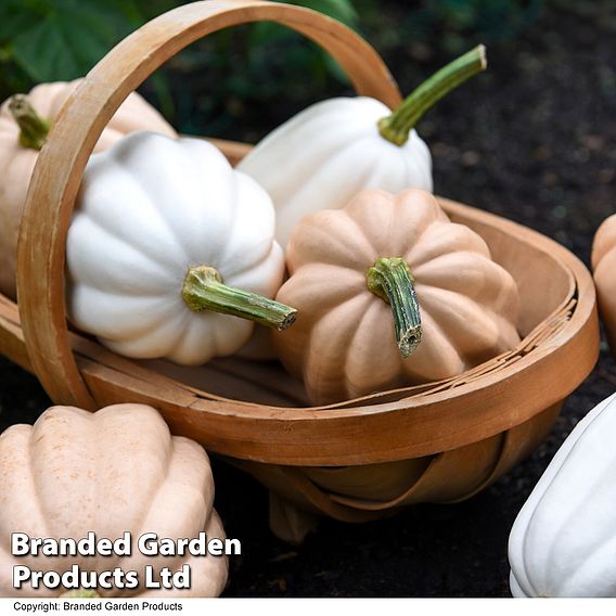 Squash 'Mashed Potatoes' - Seeds