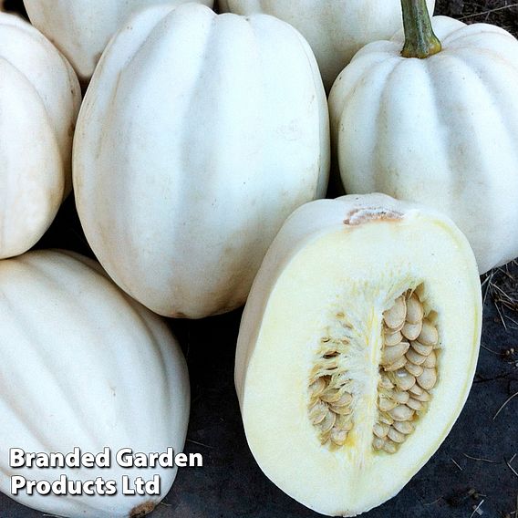 Squash 'Mashed Potatoes' - Seeds