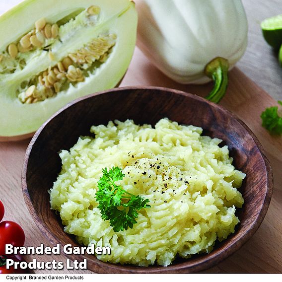 Squash 'Mashed Potatoes' - Seeds