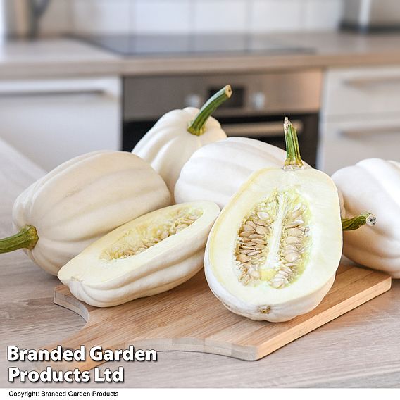 Squash 'Mashed Potatoes' - Seeds