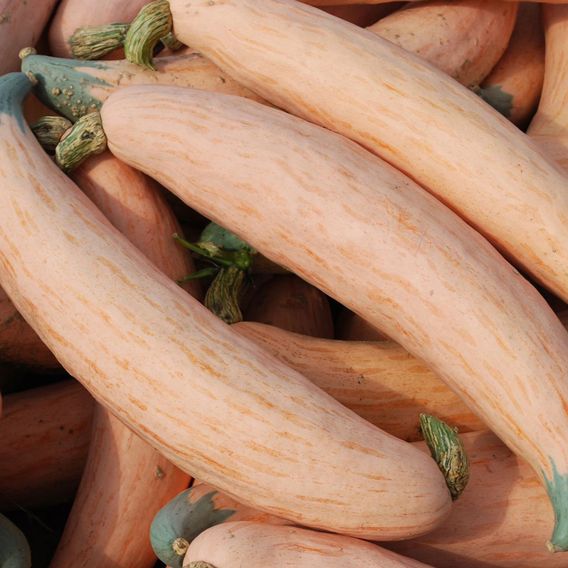 Squash 'North Georgia Candy Roaster' (Winter) - Seeds