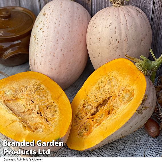 Squash 'Jumbo Pink Banana' (Winter) - Seeds