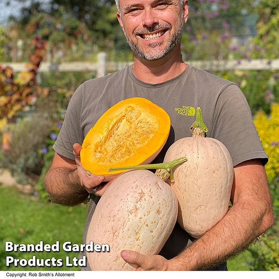 Squash 'Jumbo Pink Banana' (Winter) - Seeds