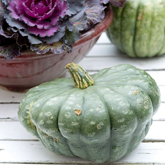 Squash 'Queensland Blue' - Seeds