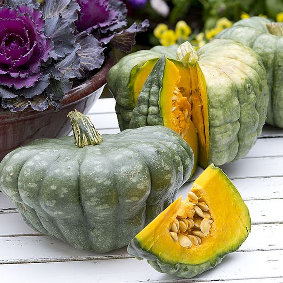 Squash 'Queensland Blue' - Seeds