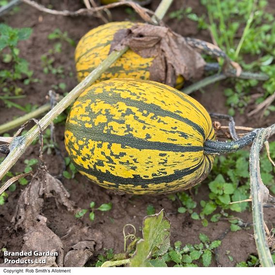 Squash 'Stripetti' F1 (Winter)