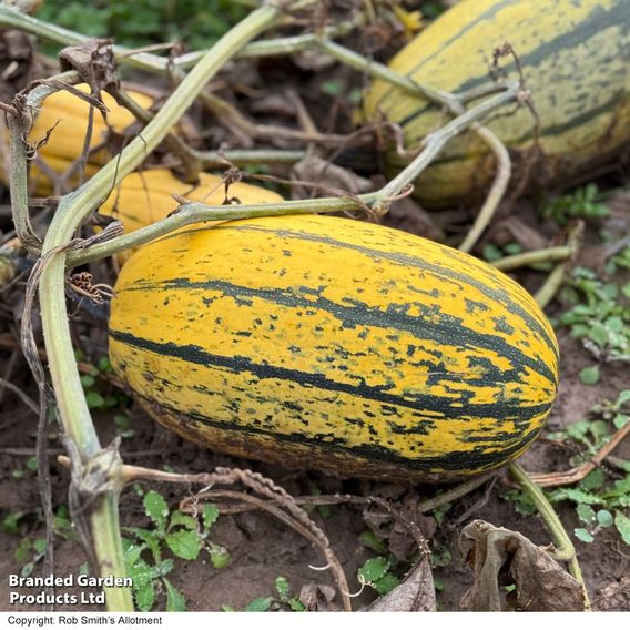 Squash 'Stripetti' F1 (Winter)
