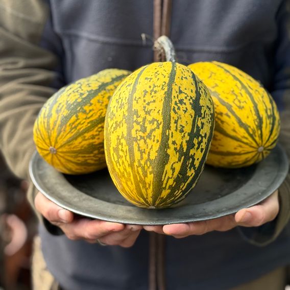 Squash 'Stripetti' F1 (Winter)