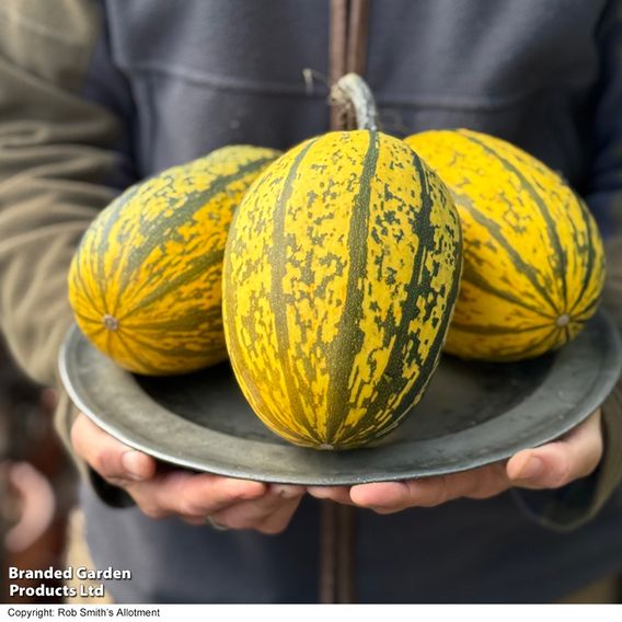 Squash 'Stripetti' F1 (Winter)