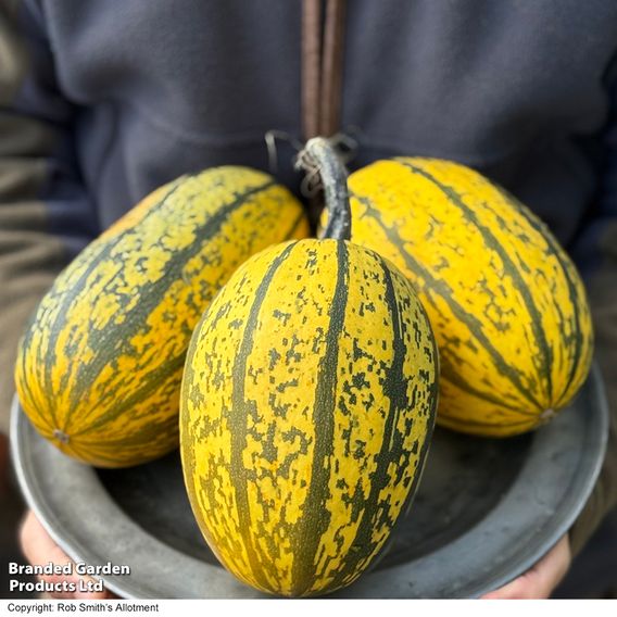 Squash 'Stripetti' F1 (Winter)