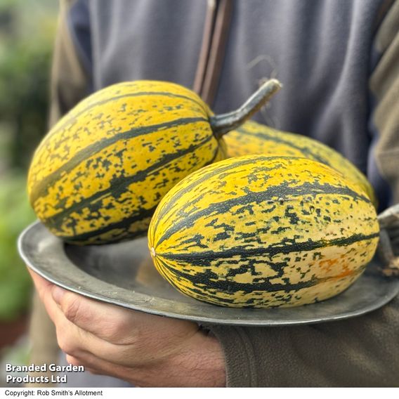 Squash 'Stripetti' F1 (Winter)