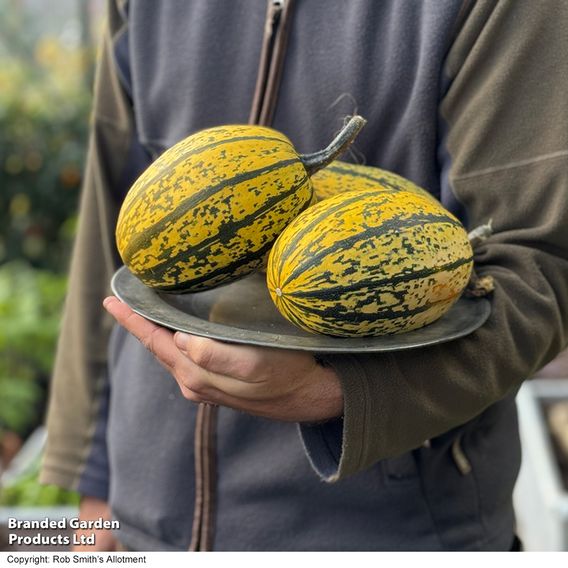 Squash 'Stripetti' F1 (Winter)