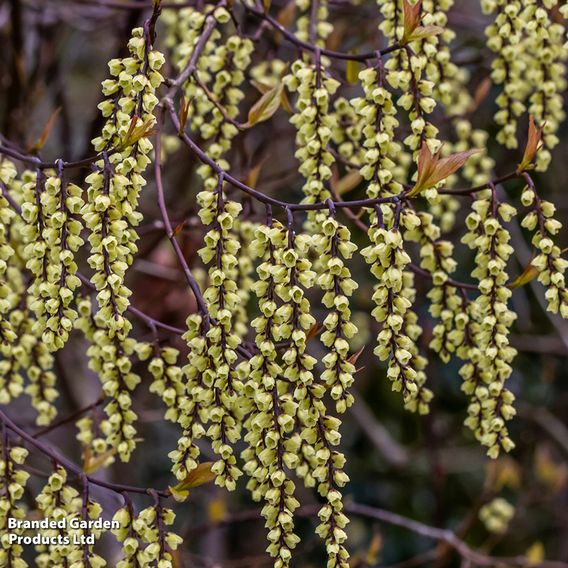 Stachyurus chinensis 'Celina'