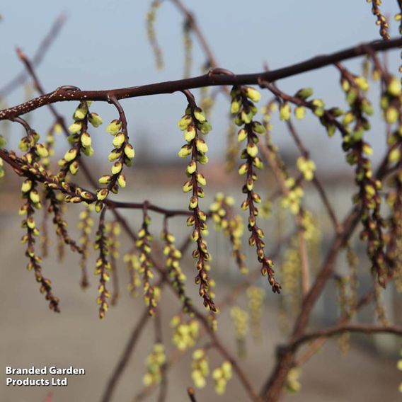 Stachyurus chinensis 'Celina'