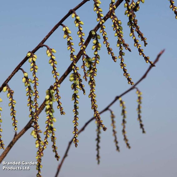 Stachyurus chinensis 'Celina'