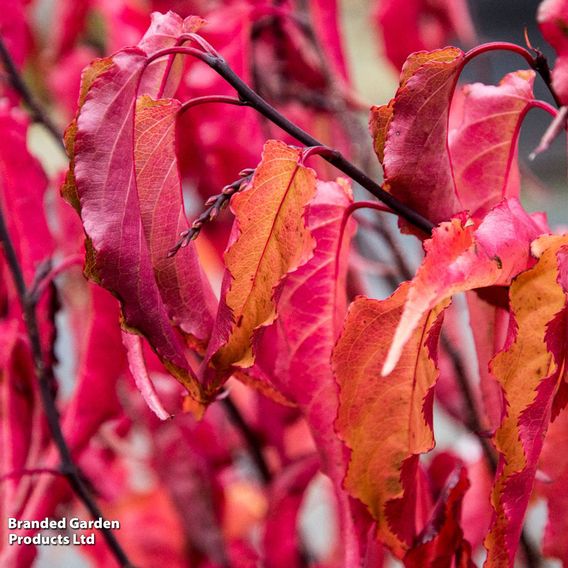 Stachyurus chinensis 'Celina'