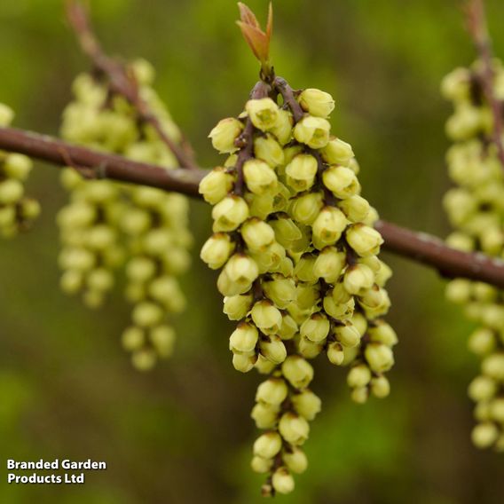 Stachyurus praecox