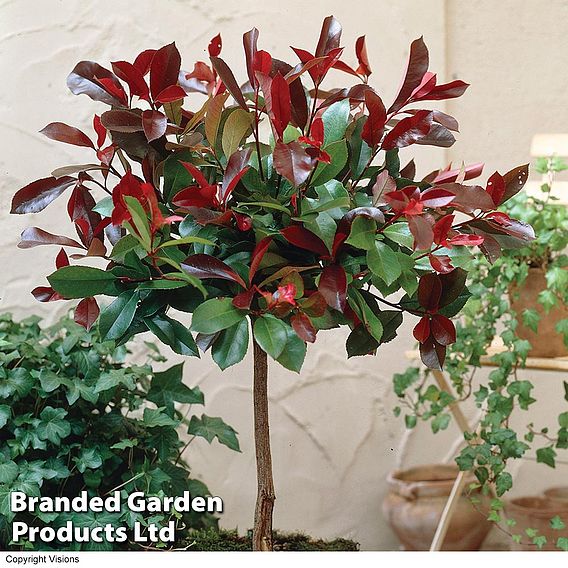 Photinia 'Red Robin' (Standard)