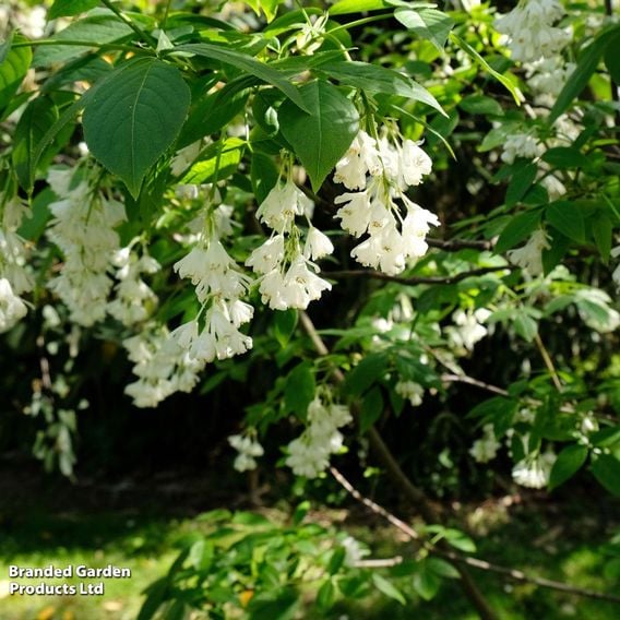 Staphylea colchica