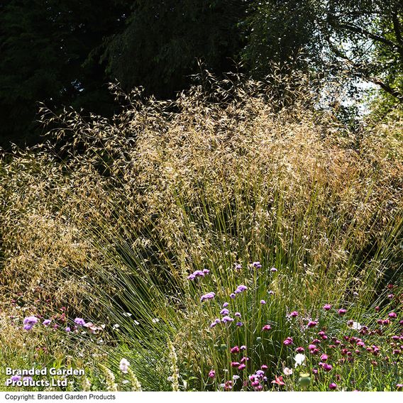 Stipa gigantea