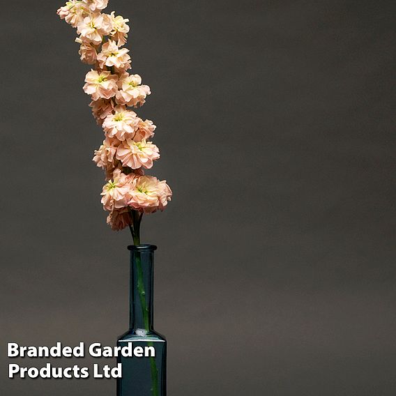Column Stock 'Apricot' - Seeds