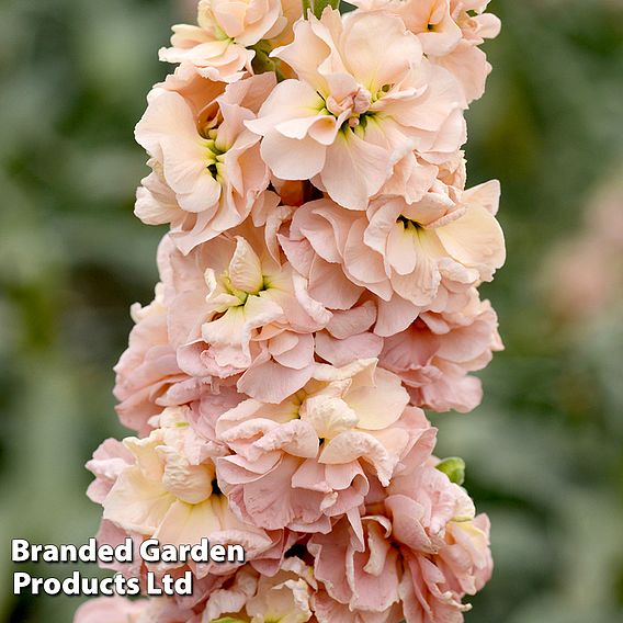 Column Stock 'Apricot' - Seeds
