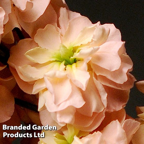 Column Stock 'Apricot' - Seeds