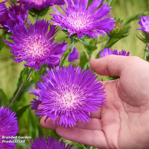 Stokesia 'Amethyst'