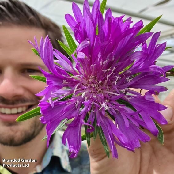 Stokesia 'Amethyst'