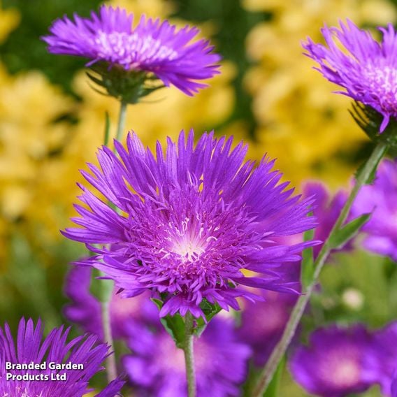 Stokesia 'Amethyst'