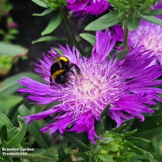 Stokesia 'Amethyst'