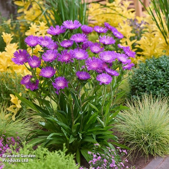 Stokesia 'Amethyst'
