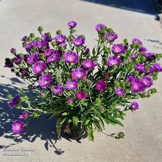 Stokesia 'Amethyst'