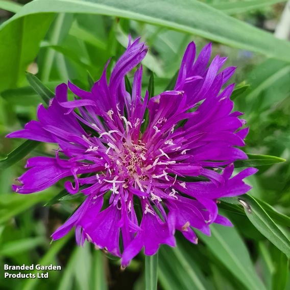 Stokesia 'Amethyst'