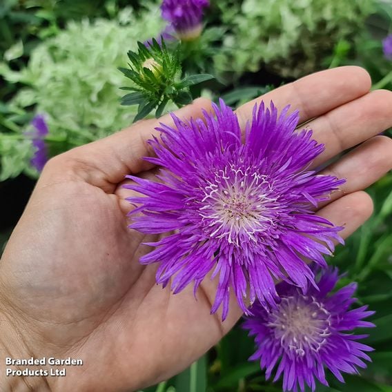 Stokesia 'Amethyst'