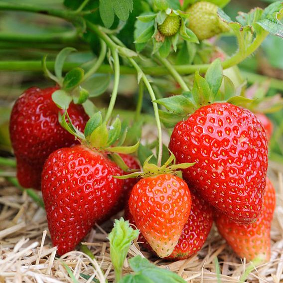 Strawberry 'Albion' (Everbearer/ All Season)