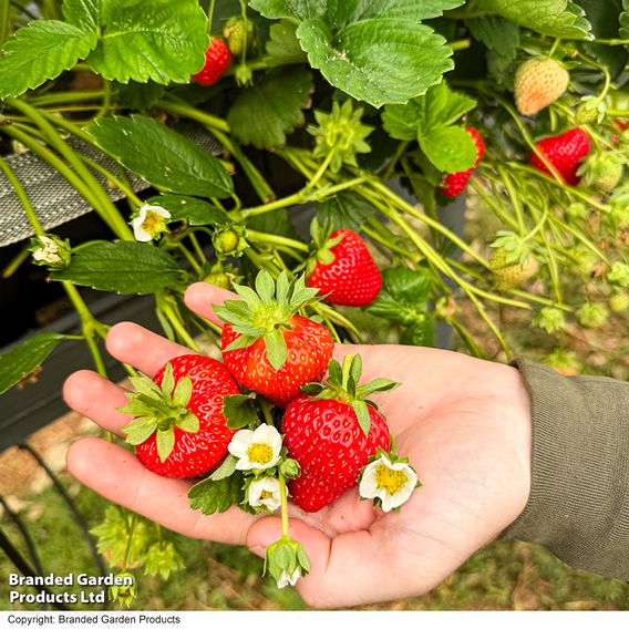 Strawberry 'Allegro' (Early Season)