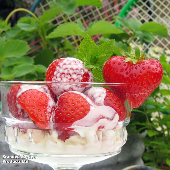 Strawberry All Season Trio