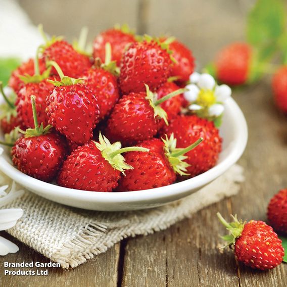 Strawberry 'Vesca'