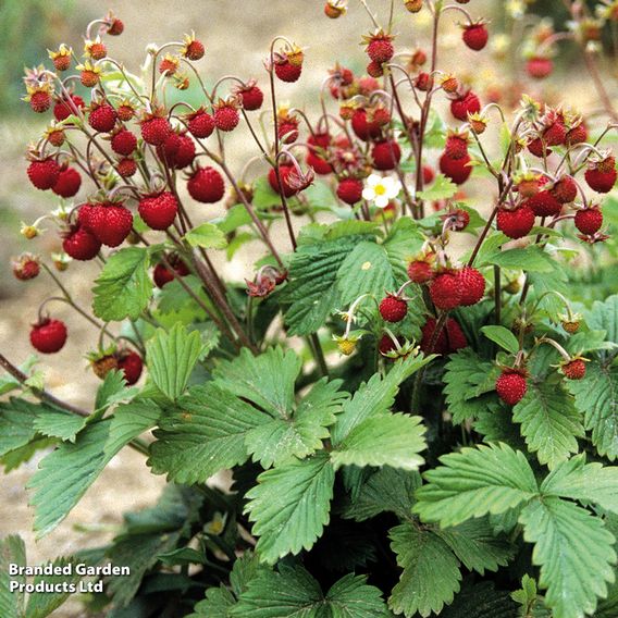 Strawberry 'Vesca'
