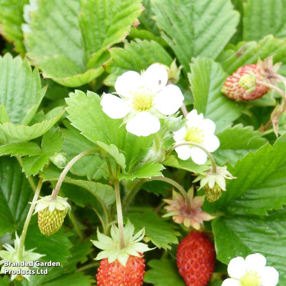 Strawberry 'Vesca'