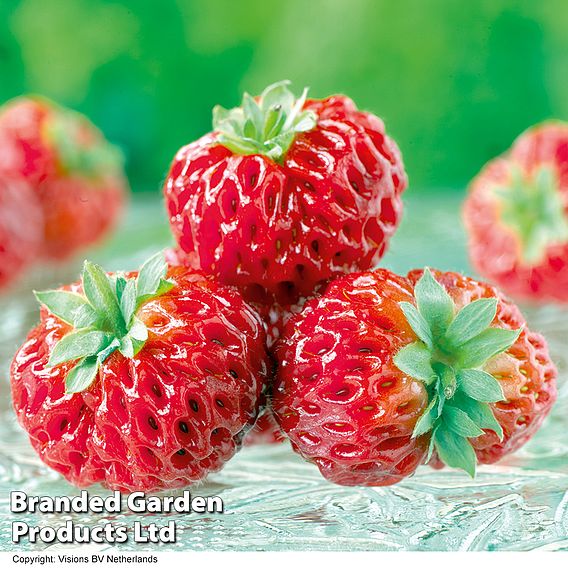 Strawberry 'Framberry'