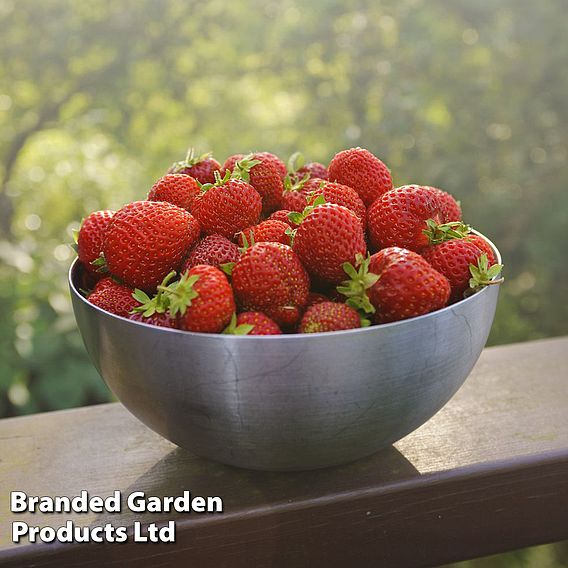 Strawberry 'Honeoye' (Early Season)