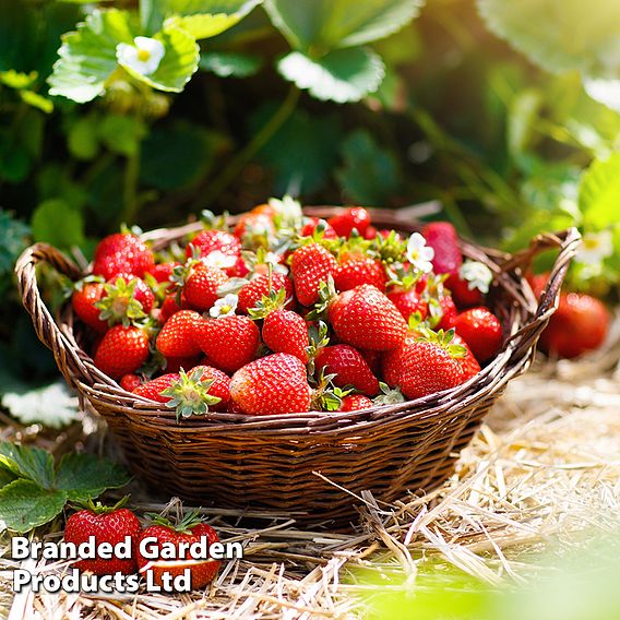 Strawberry 'Honeoye' (Early Season)