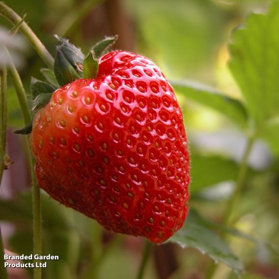 Strawberry All Season Trio