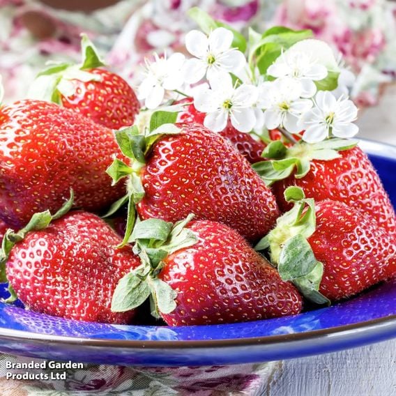 Strawberry All Season Trio